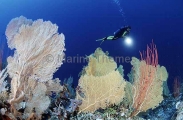 Gorgonian Sea Fans (Subergorgia mollis) Gorgonian Sea Fans (Subergorgia mollis)