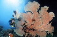 Gorgonian Sea Fan (Subergorgia mollis) Gorgonian Sea Fan (Subergorgia mollis)