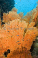 Gorgonian Sea Fans (Gorgonacea) Gorgonian Sea Fans (Gorgonacea)