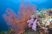 Gorgonian Sea Fan (Gorgonacea) Gorgonian Sea Fan (Gorgonacea)