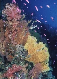 Gorgonian Sea Fans (Gorgonacea) Gorgonian Sea Fans (Gorgonacea)