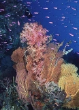 Gorgonian Sea Fans (Gorgonacea) Gorgonian Sea Fans (Gorgonacea)