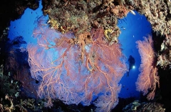 Gorgonian Sea Fan (Subergorgia mollis) Gorgonian Sea Fan (Subergorgia mollis)