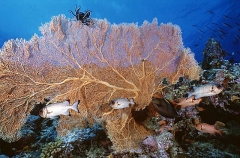 Gorgonian Sea Fan (Subergorgia mollis) Gorgonian Sea Fan (Subergorgia mollis)