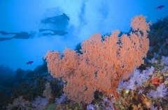 Gorgonian Sea Fan (Gorgonacea, Melithaeidae) Gorgonian Sea Fan (Gorgonacea, Melithaeidae)
