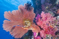 Gorgonian Sea Fan (Gorgonacea) Gorgonian Sea Fan (Gorgonacea)