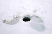 Seal breathing hole in sea ice. Seal breathing hole in sea ice.