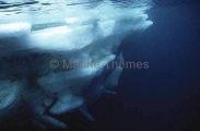 Edge of ice floe underwater. Edge of ice floe underwater.
