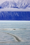 Lead or crack in sea ice during spring thaw. Lead or crack in sea ice during spring thaw.