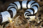 Yellow-headed Sea Krait (Laticauda colubrina) Yellow-headed Sea Krait (Laticauda colubrina)