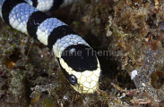 Yellow-headed Sea Krait (Laticauda colubrina)
