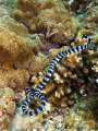 Broad-tailed Sea Krait (Laticauda laticaudata) Broad-tailed Sea Krait (Laticauda laticaudata)