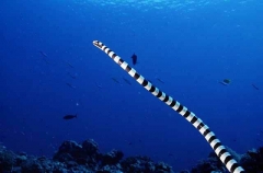 Yellow-headed Sea Krait (Laticauda colubrina) Yellow-headed Sea Krait (Laticauda colubrina)