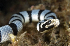 Yellow-headed Sea Krait (Laticauda colubrina) Yellow-headed Sea Krait (Laticauda colubrina)