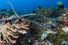 Yellow-headed Sea Krait (Laticauda colubrina) Yellow-headed Sea Krait (Laticauda colubrina)