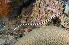 Yellow-headed Sea Krait (Laticauda colubrina) Yellow-headed Sea Krait (Laticauda colubrina)