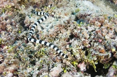 Yellow-headed Sea Krait (Laticauda colubrina) Yellow-headed Sea Krait (Laticauda colubrina)