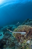 Yellow-headed Sea Krait (Laticauda colubrina) Yellow-headed Sea Krait (Laticauda colubrina)