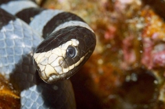 Broad-tailed Sea Krait (Laticauda laticaudata)
