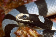 Broad-tailed Sea Krait (Laticauda laticaudata)