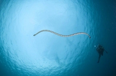 Broad-tailed Sea Krait (Laticauda laticaudata) Broad-tailed Sea Krait (Laticauda laticaudata)