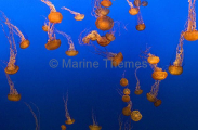 Black Sea Nettles (Chrysaora achlyos)