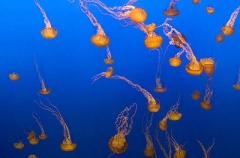 Black Sea Nettles (Chrysaora achlyos) Black Sea Nettles (Chrysaora achlyos)