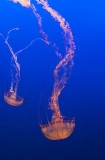 Black Sea Nettles (Chrysaora achlyos) Black Sea Nettles (Chrysaora achlyos)