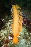 Sea Pen (Ptilosarcus gurneyi) Sea Pen (Ptilosarcus gurneyi)