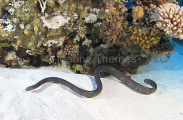 Olive Sea Snake (Aipysurus laevis) Olive Sea Snake (Aipysurus laevis)