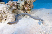 Olive Sea Snake (Aipysurus laevis) Olive Sea Snake (Aipysurus laevis)