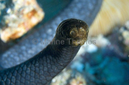 Olive Sea Snake (Aipysurus laevis) Olive Sea Snake (Aipysurus laevis)