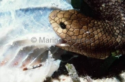 Shark Bay Sea Snake (Aipysurus pooleorum) Shark Bay Sea Snake (Aipysurus pooleorum)