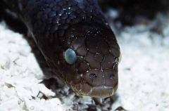 Olive Sea Snake (Aipysurus laevis) Olive Sea Snake (Aipysurus laevis)