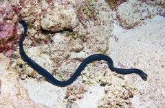 Olive Sea Snake (Aipysurus laevis) Olive Sea Snake (Aipysurus laevis)