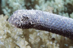 Dubois Sea Snake (Aipysurus duboisii)