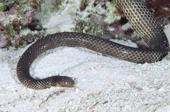 Dubois Sea Snake (Aipysurus duboisii)