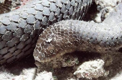 Leaf-scaled Sea Snake (Aipysurus foliosquama)