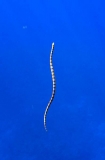 Peron's Sea Snake (Acalyptophis peronii) Peron's Sea Snake (Acalyptophis peronii)