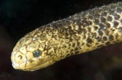 Turtle-headed Sea Snake (Emydocephalus annulatus) Turtle-headed Sea Snake (Emydocephalus annulatus)