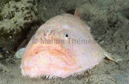Endeavour Coffinfish (Chaunax endeavouri) Endeavour Coffinfish (Chaunax endeavouri)