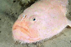Endeavour Coffinfish (Chaunax endeavouri)