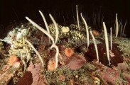Sea Whips, Anemones, Sponges and other invertebrates covering sea bed in Antarctica. Sea Whips, Anemones, Sponges and other invertebrates covering sea bed in Antarctica.