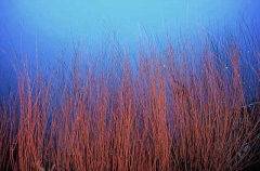 Red Whip Coral (Ellisella sp.) Red Whip Coral (Ellisella sp.)