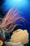 Whip Coral (Ellisellidae) Whip Coral (Ellisellidae)