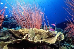 Whip Coral (Ellisellidae) Whip Coral (Ellisellidae)