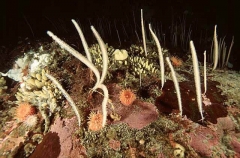 Sea Whips, Anemones, Sponges and other invertebrates covering sea bed in Antarctica. Sea Whips, Anemones, Sponges and other invertebrates covering sea bed in Antarctica.