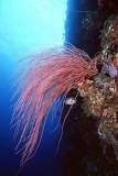 Red Whip Coral (Ellisella sp.) Red Whip Coral (Ellisella sp.)