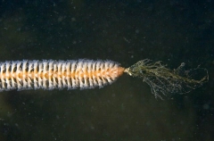 Southern Sea Whip (Primnoella australasiae)