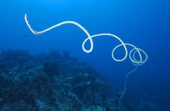 Whip Coral (Cirripathes sp.)